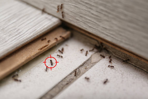 Best Pest Removal Services  in Sullivan, IN